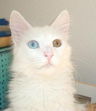 Turkish Angora — 1