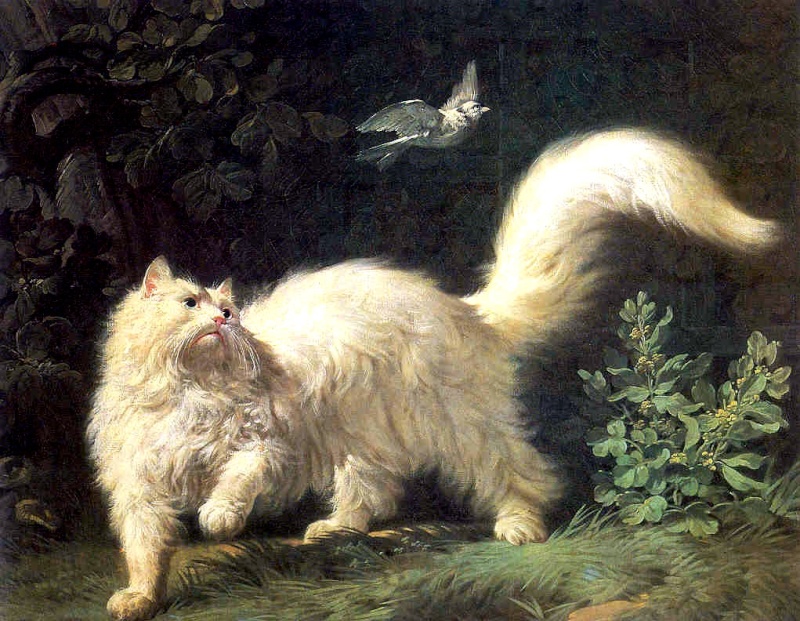 Turkish Angora — 2