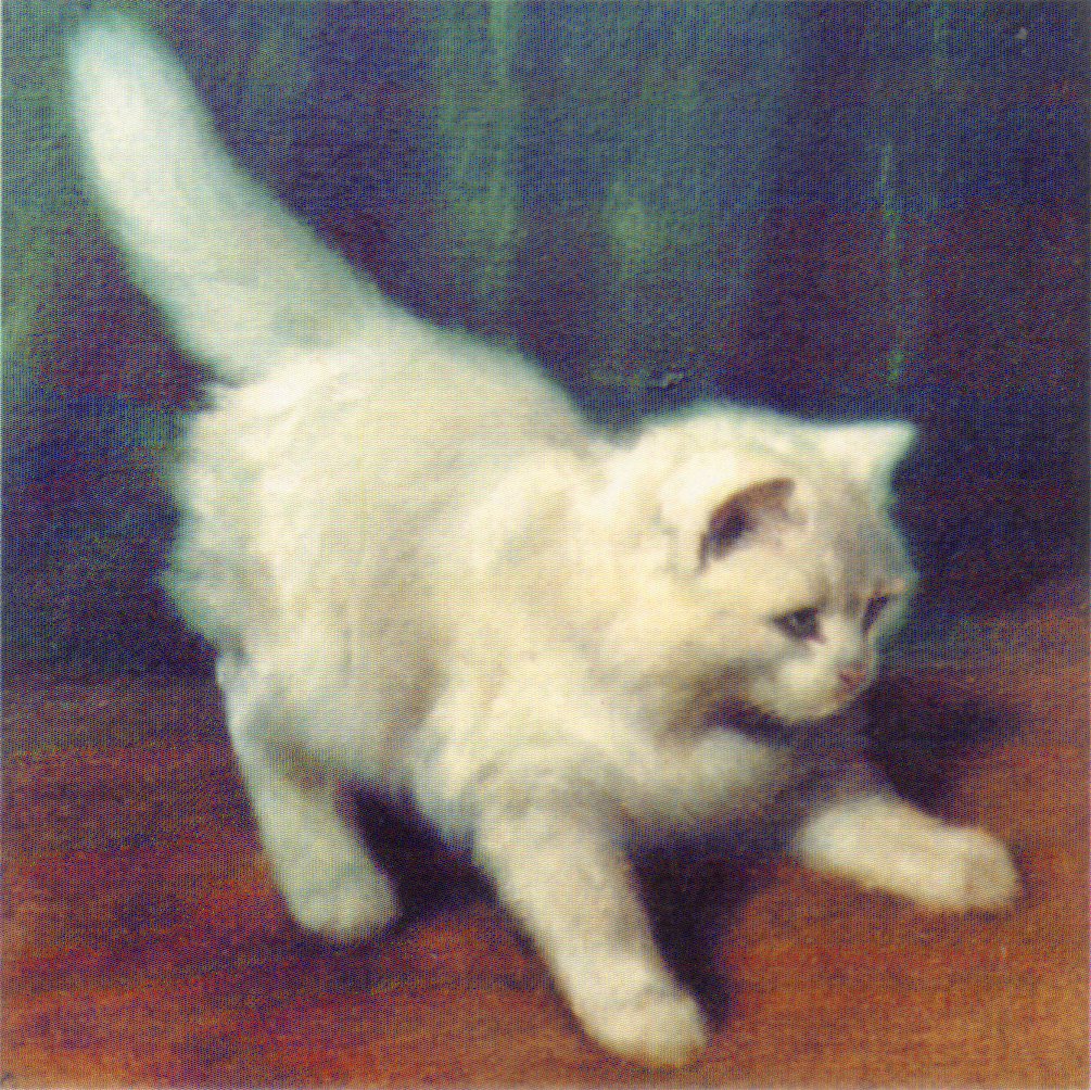 Turkish Angora — 3