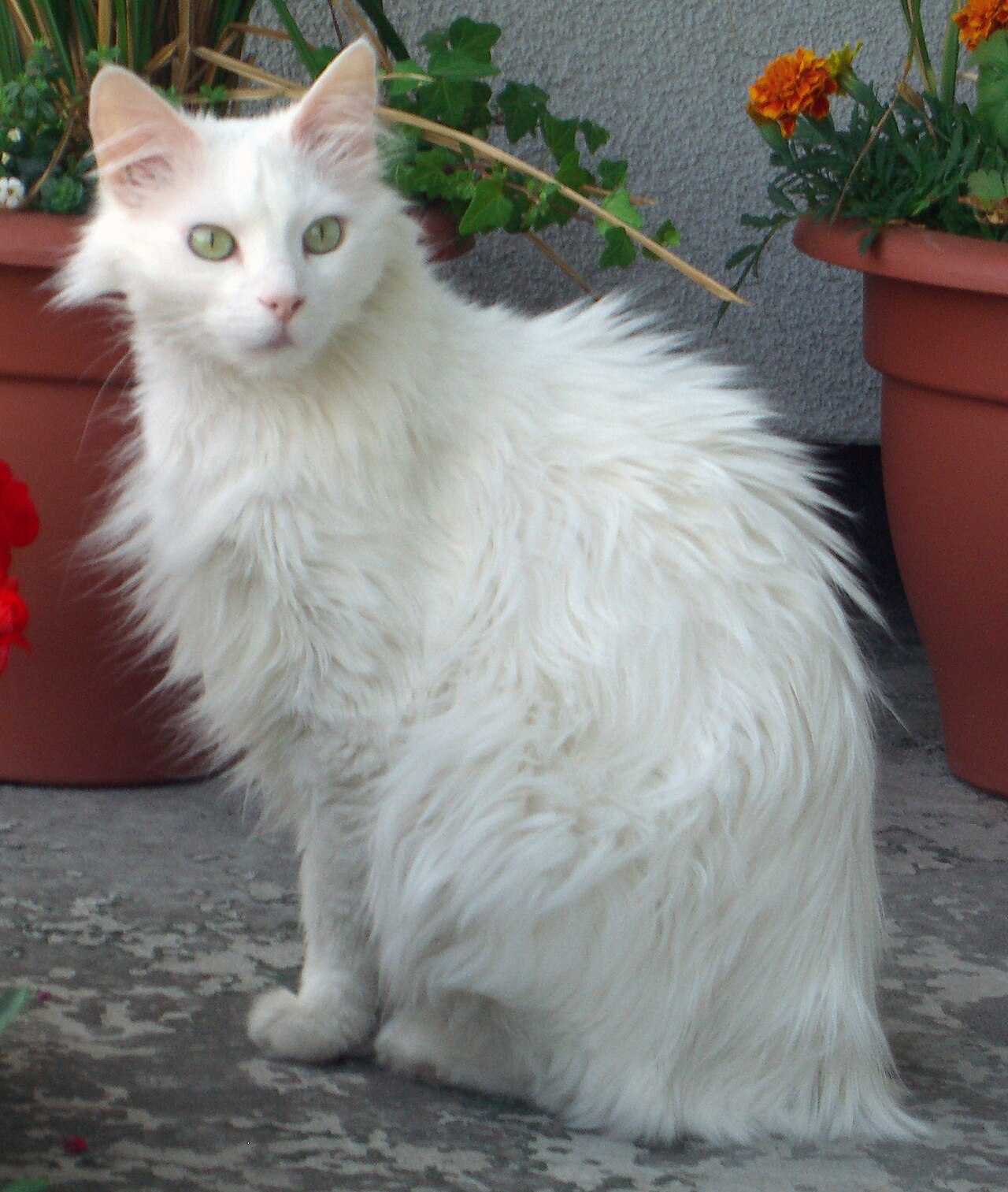 Turkish Angora — 4