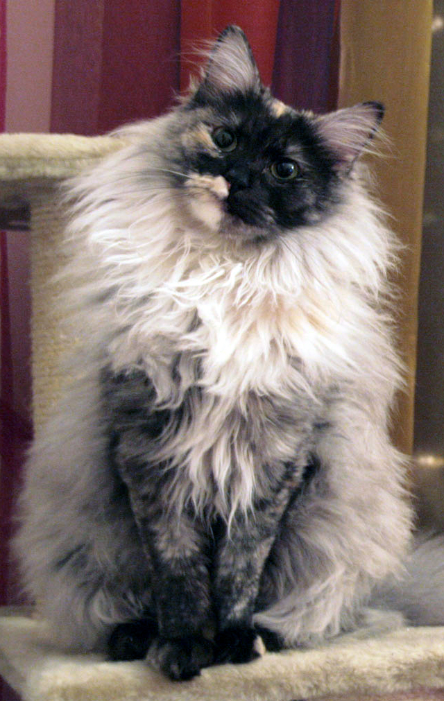 Turkish Angora — 5