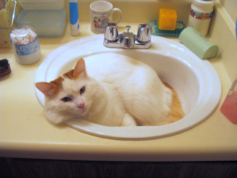 Turkish Van — 1