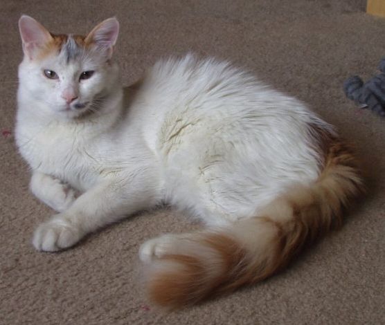 Turkish Van — 2