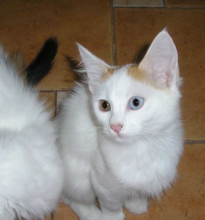 Turkish Van — 3