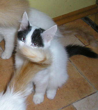 Turkish Van — 4