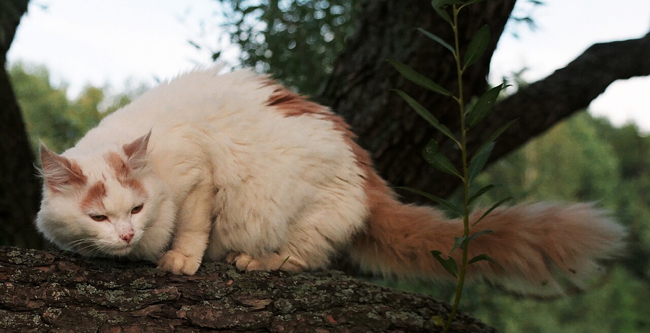 Turkish Van — 5