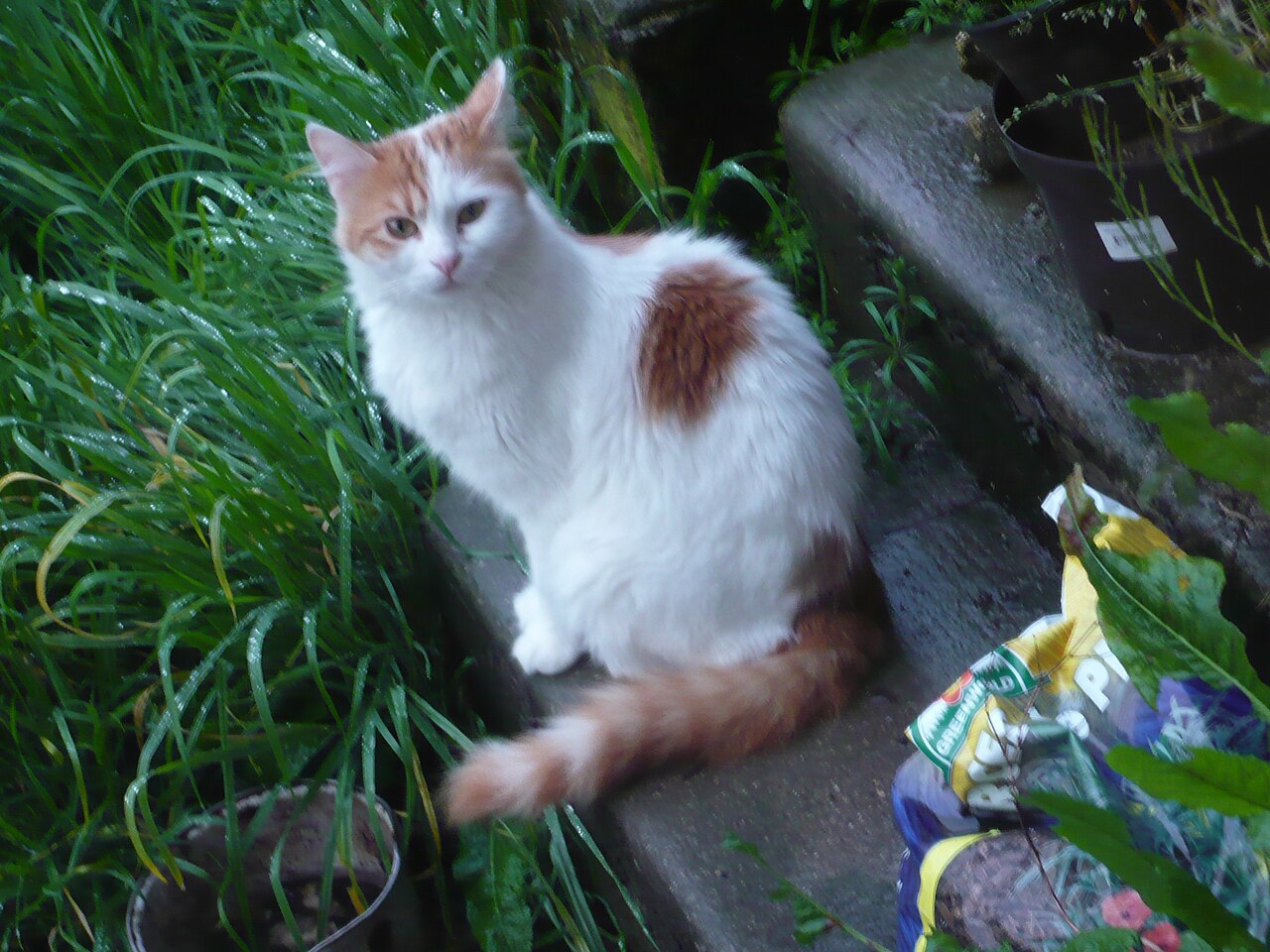 Turkish Van — 6