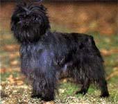 Affenpinscher — 1
