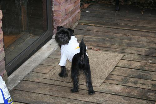 Affenpinscher — 2