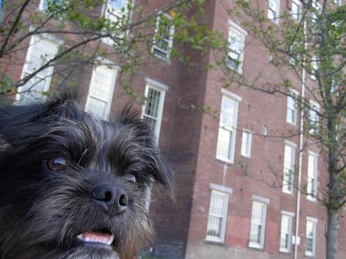 Affenpinscher — 3