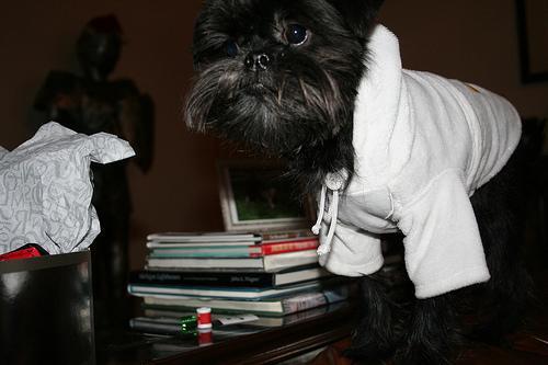Affenpinscher — 4