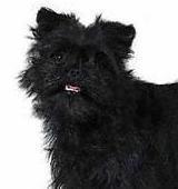 Affenpinscher — 5