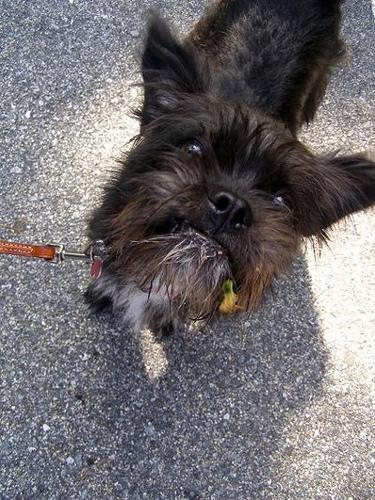 Affenpinscher — 6