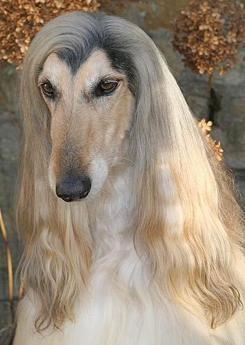 Afghan Hound — 1