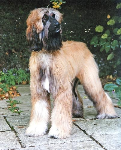 Afghan Hound — 2