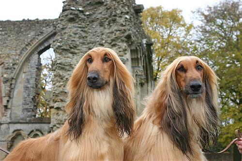 Afghan Hound — 3