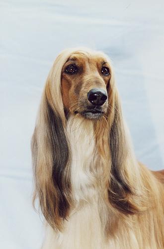Afghan Hound — 4
