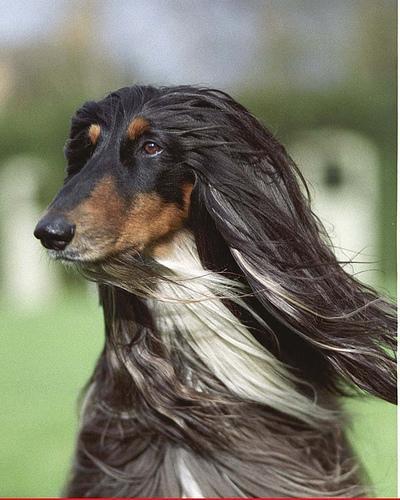 Afghan Hound — 5