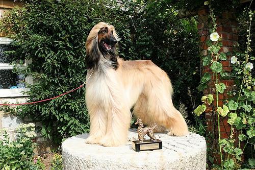 Afghan Hound — 6