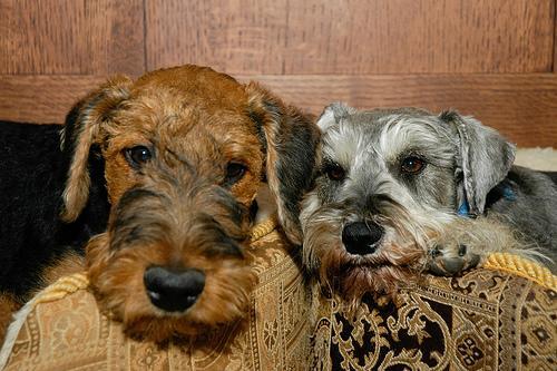 Airedale Terrier — 1