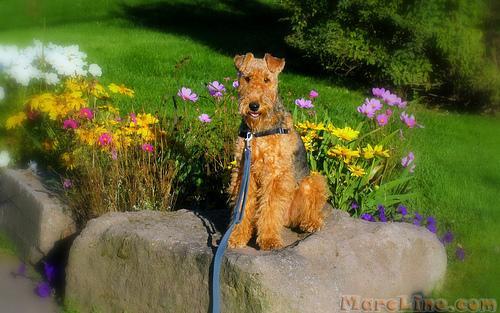 Airedale Terrier — 2