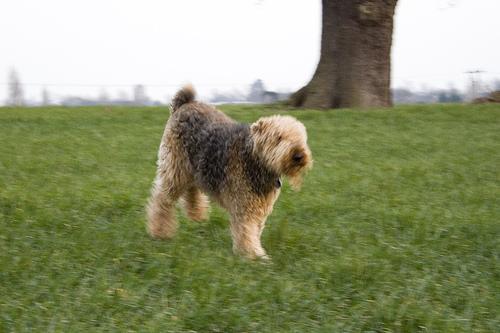 Airedale Terrier — 3