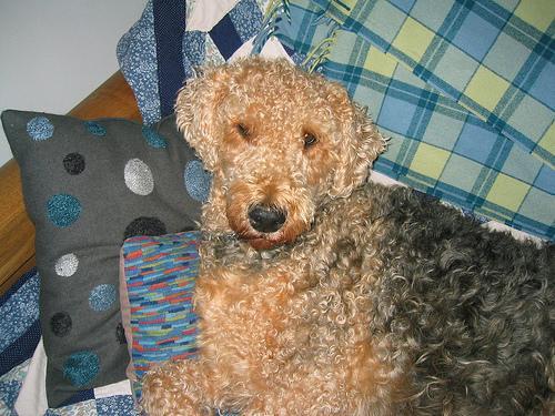 Airedale Terrier — 4