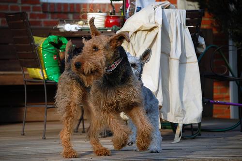Airedale Terrier — 5