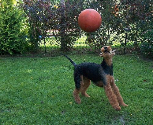 Airedale Terrier — 6