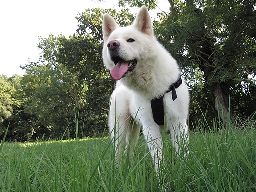 Akita — 2