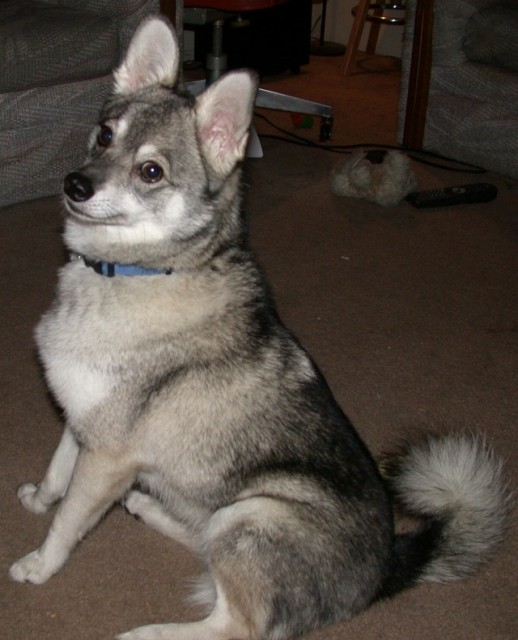 Alaskan Klee Kai — 2
