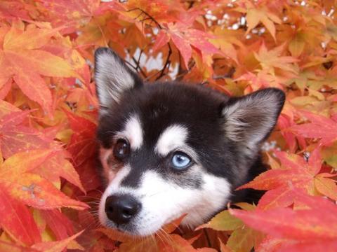 Alaskan Klee Kai — 3
