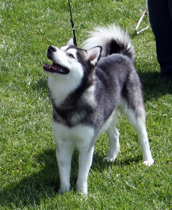 Alaskan Klee Kai — 5
