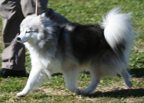 Alaskan Klee Kai — 6
