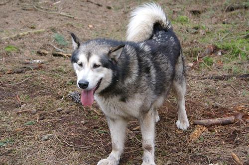 Alaskan Malamute — 1