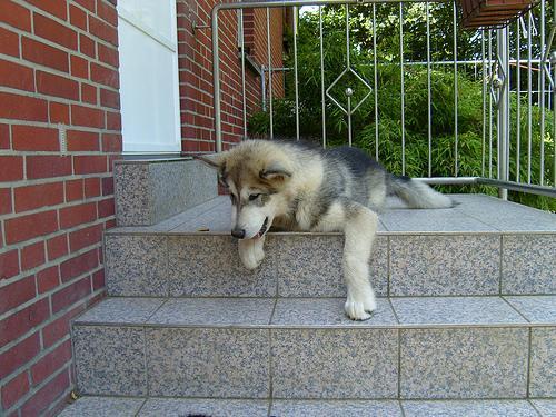 Alaskan Malamute — 2