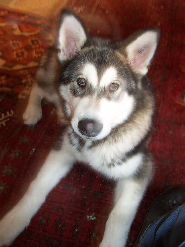 Alaskan Malamute — 3