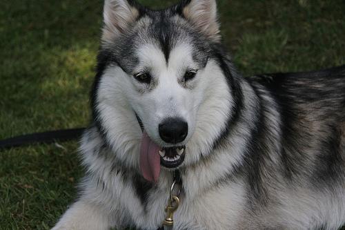 Alaskan Malamute — 4