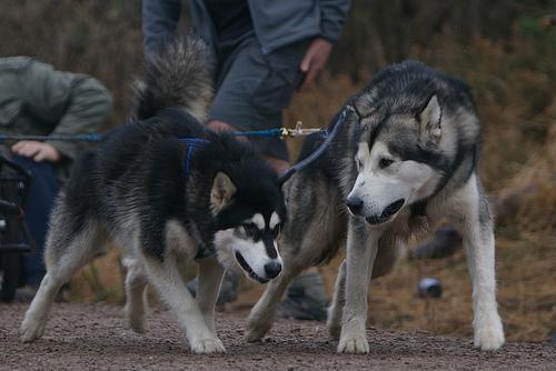 Alaskan Malamute — 5