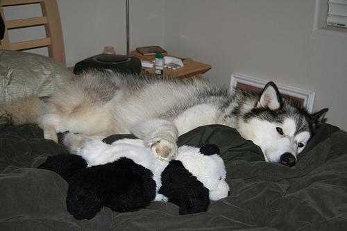 Alaskan Malamute — 6