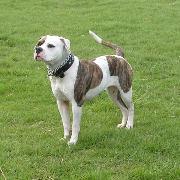 American Bulldog — 1