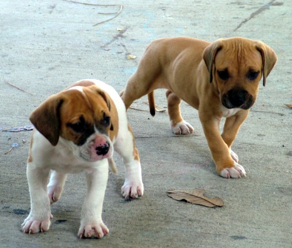 American Bulldog — 3