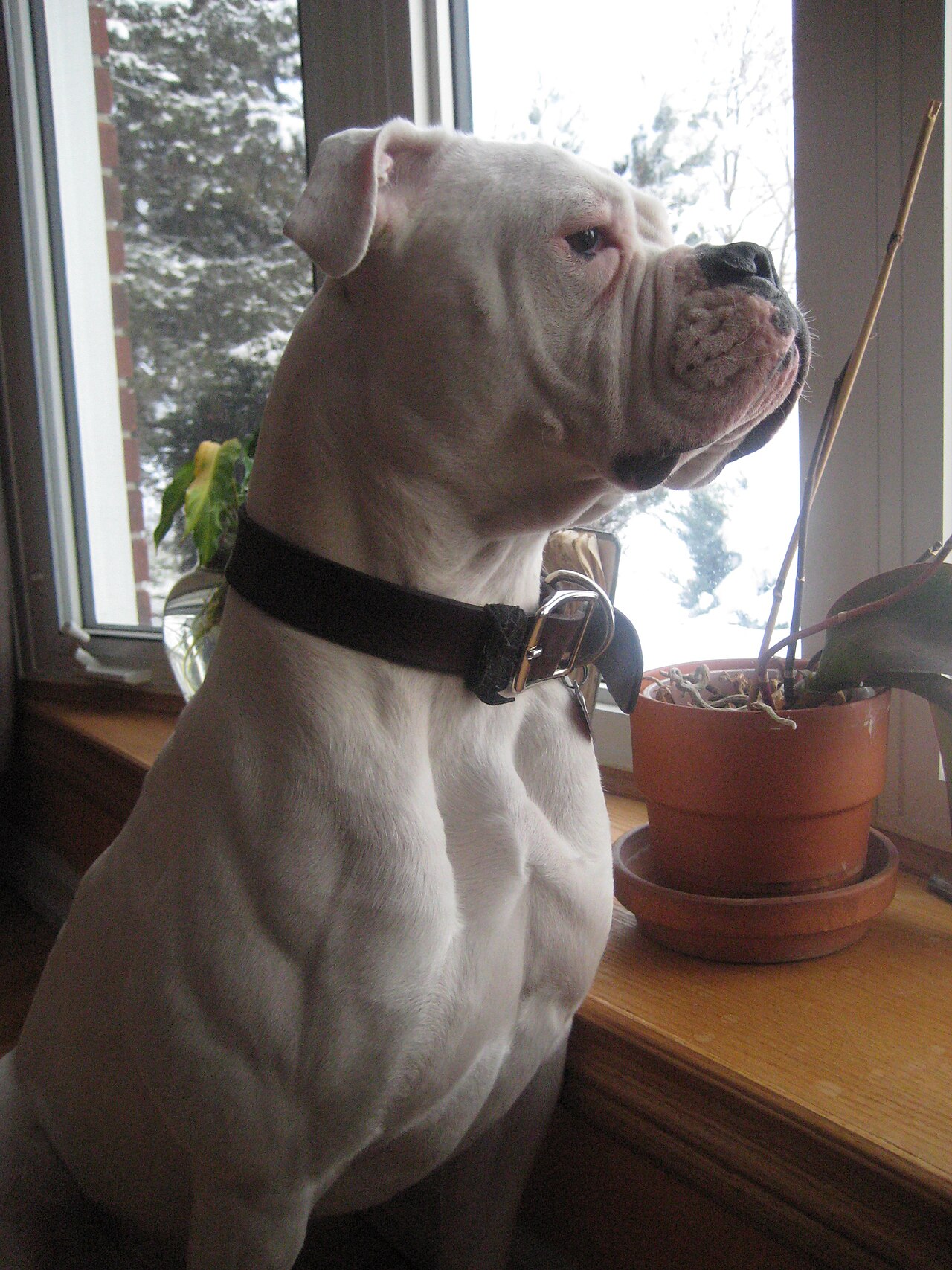 American Bulldog — 5