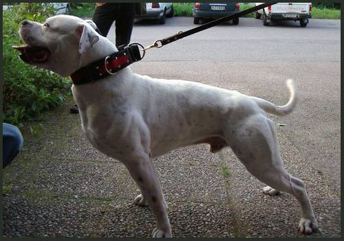 American Bulldog — 6