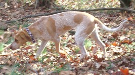 American English Coonhound — 1