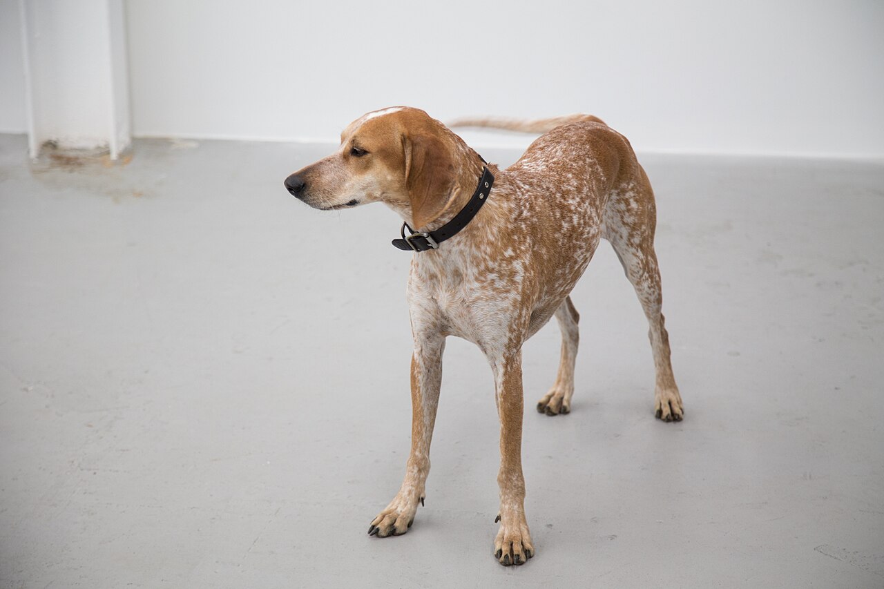 American English Coonhound — 6