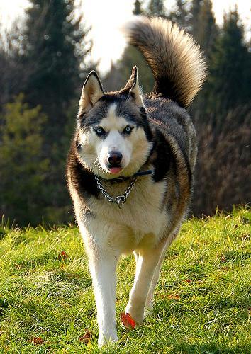 American Eskimo Dog — 4