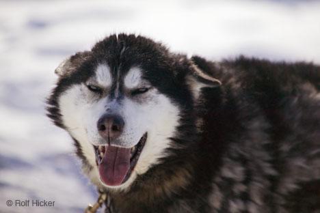 American Eskimo Dog — 5