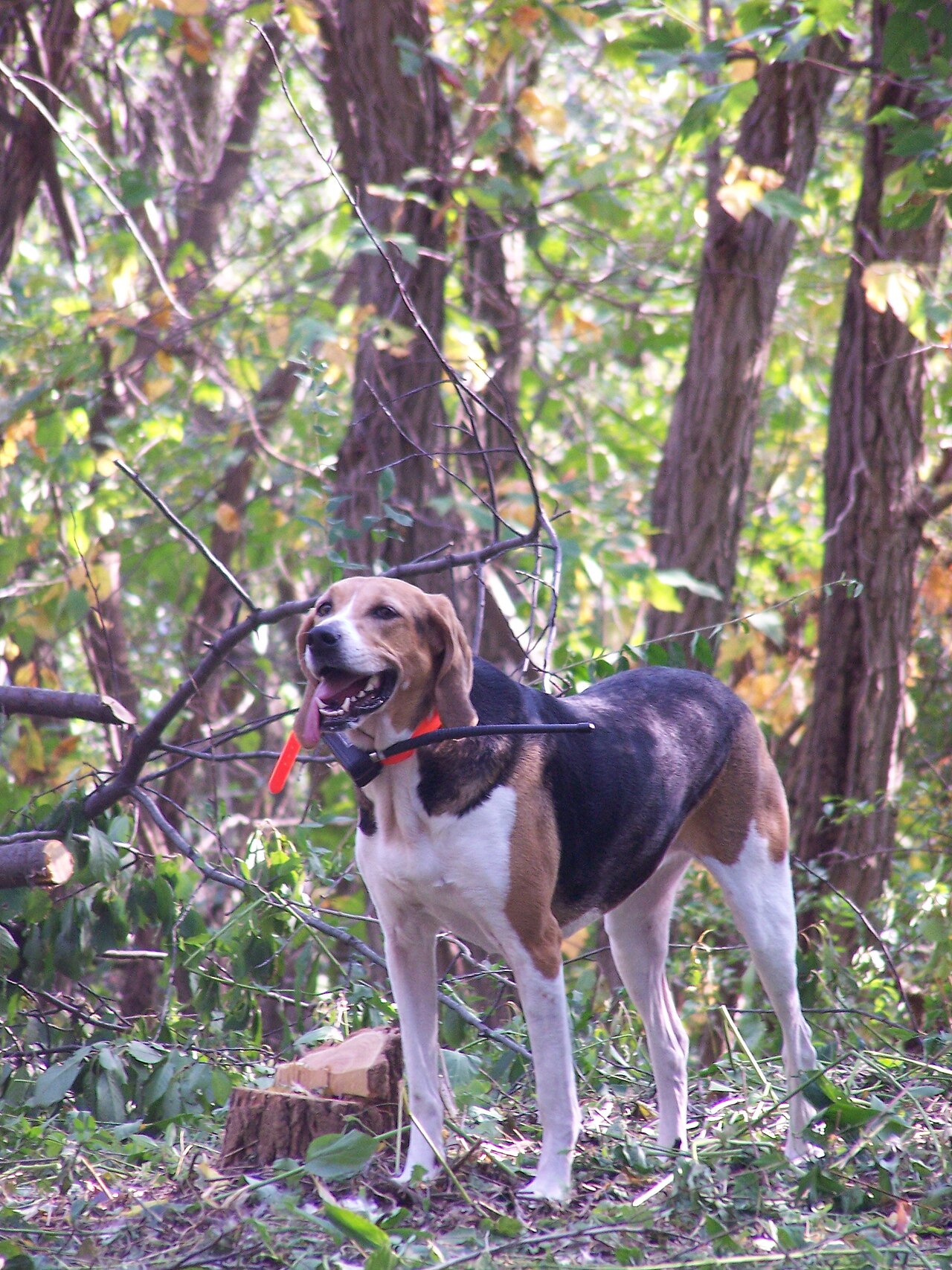 American Foxhound — 1