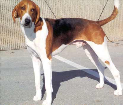 American Foxhound — 3